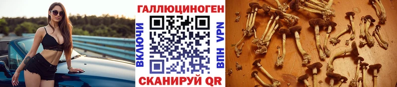 Галлюциногенные грибы Psilocybine cubensis Сясьстрой